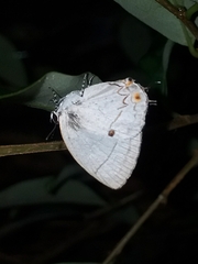 Iaspis andersoni