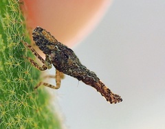 Danepteryx