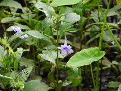 Ruellia tuberosa