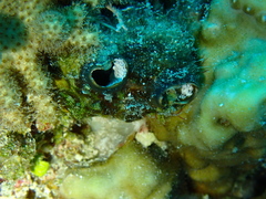 Stolidobranchia