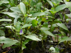 Ruellia tuberosa