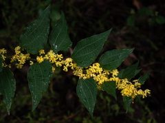 Acacia urophylla