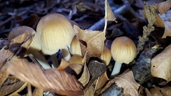 Coprinellus
