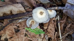 Coprinellus