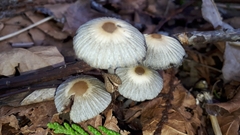 Coprinellus