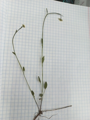Eutrema edwardsii