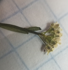 Eutrema edwardsii