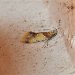 Epicallima argenticinctella