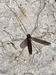 Nephrotoma
