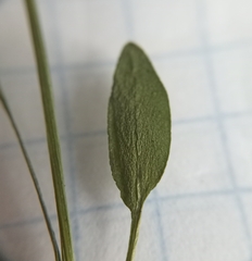Eutrema edwardsii