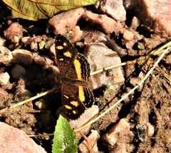 Telenassa berenice