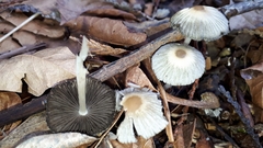 Coprinellus