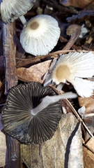 Coprinellus