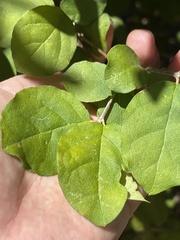 Malpighia diversifolia