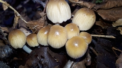 Coprinellus