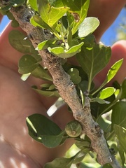 Randia obcordata