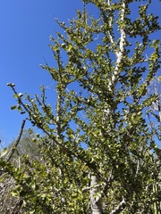 Randia obcordata