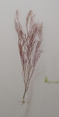 Vertebrata fucoides