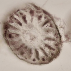Vertebrata fucoides