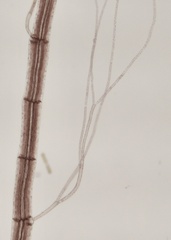 Vertebrata fucoides