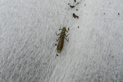 Plecoptera