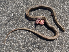 Psammophis crucifer