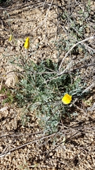 Eschscholzia papastillii