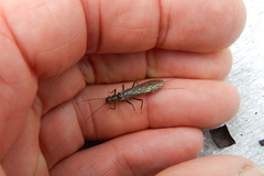Plecoptera