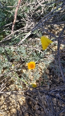 Eschscholzia papastillii