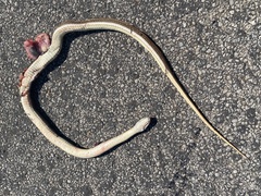 Psammophis crucifer