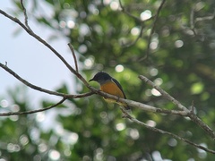 Dicaeum trigonostigma