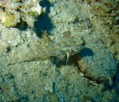 Fusigobius melacron