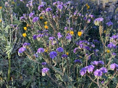Phacelia crenulata