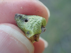 Disholcaspis bassetti