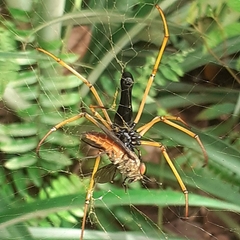 Nephila kuhli