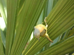 Chalcoparia singalensis