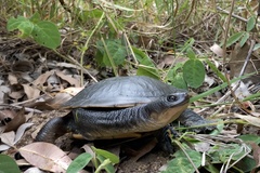 Chelodina canni