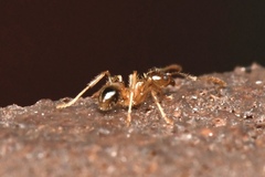 Pheidole megacephala