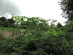 Dendrolobium triangulare