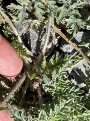Ambrosia confertiflora