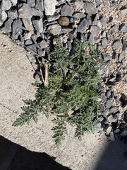 Ambrosia confertiflora