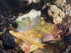 Haliotis cracherodii