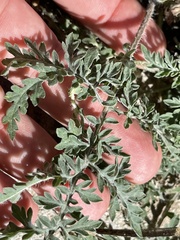 Ambrosia confertiflora