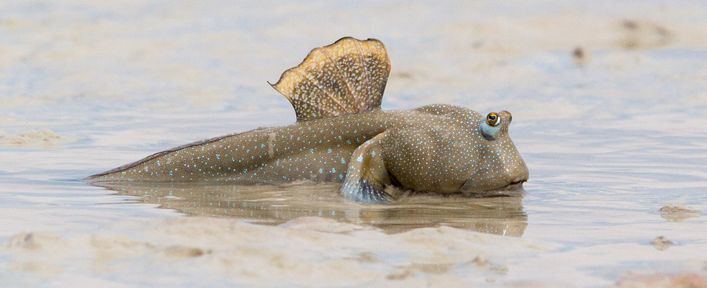 Blue-spotted mudskipper (Boleophthalmus caeruleomaculatus) — Gobiidae
