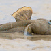 Blue-spotted Mudskipper - Photo (c) Wayne and Pam Osborn, some rights reserved (CC BY-NC), uploaded by Wayne and Pam Osborn