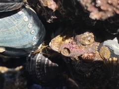 Haliotis cracherodii