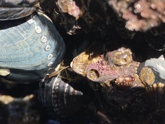 Haliotis cracherodii