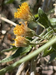 Bebbia atriplicifolia