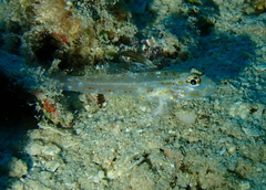 Fusigobius melacron
