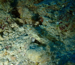 Fusigobius melacron